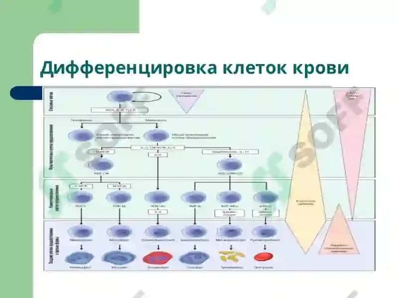 Лекция 12 Патофизиология крови 3