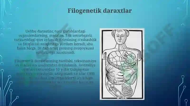 Umrutqalilar a'zolar tizimi filogenezi 3