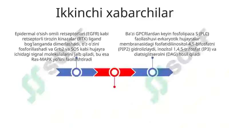Signallarni membranalar orqali o'tkazilishi 3