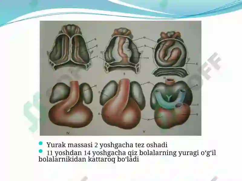BOLALARDA YURAK-QON TOMIR TIZIMINING ANATOMO-FIZIOLOGIK XUSUSIYATLARI 3