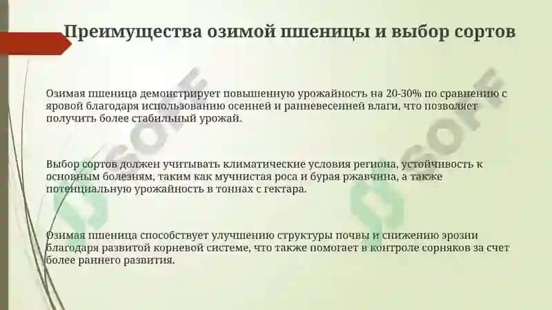 Озимая пшеница 3