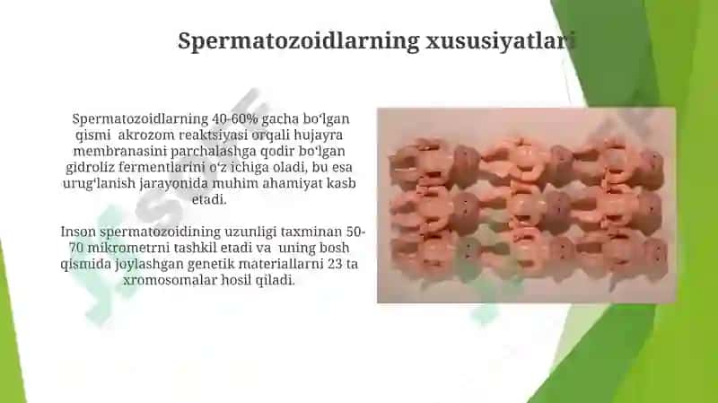 Oogenez va Spermatogenezning O'ziga Xos Xususiyatlari 3