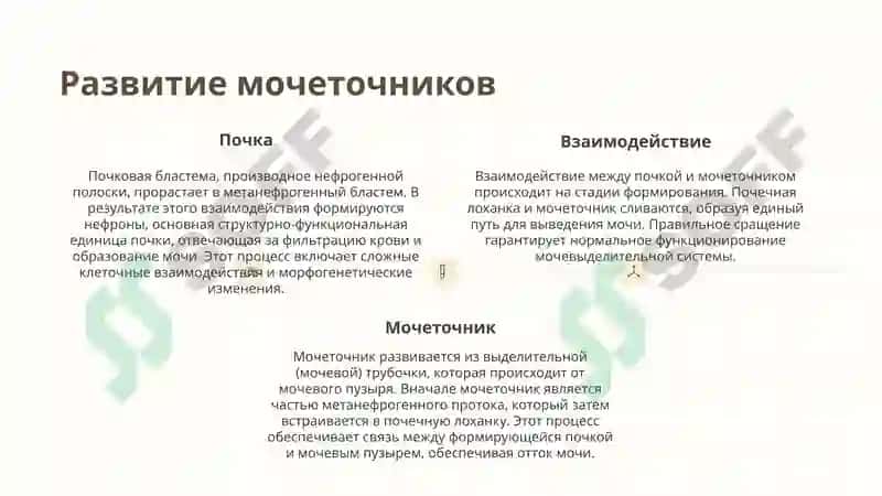 эмбриогенез мочеполовых органов 3
