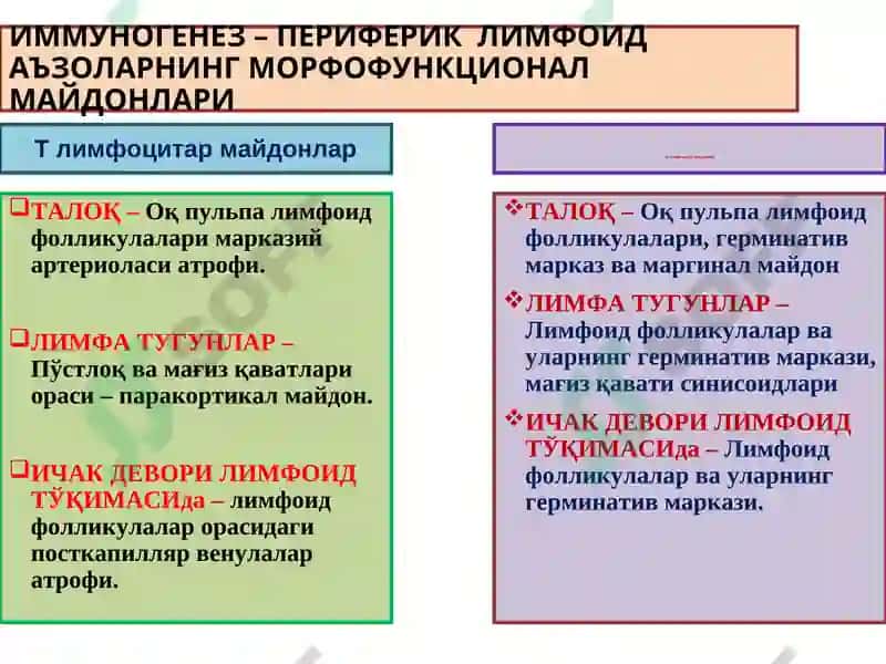 IMMUN HIMOYA REAKSIYALARINING MORFOLOGIK ASOSLARI 3