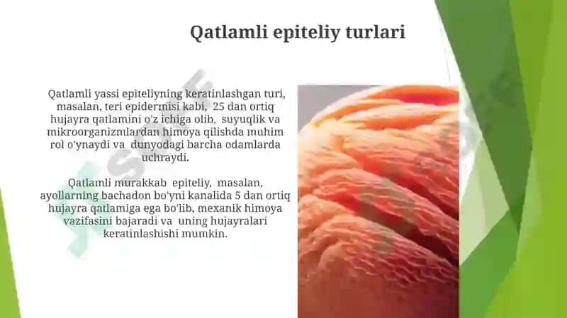 Bezli epiteliysining tuzilishi va vazifalari 3