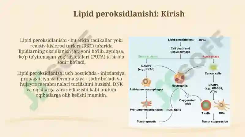 Lipid peroksidlanishi va hujayra shikastlanishi patogenizadagi ahamiyati 3