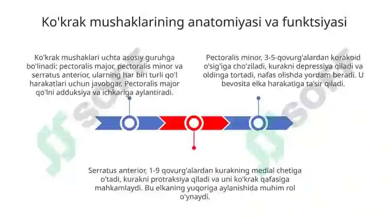 Ko'krakqafasimuskullari 3