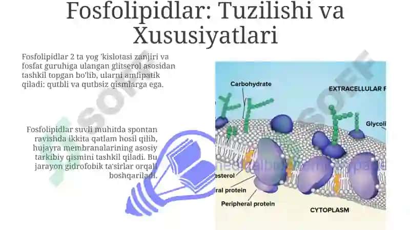 Fosfolipidlar va Oqsillar: Biosintez va Tuzilish 3