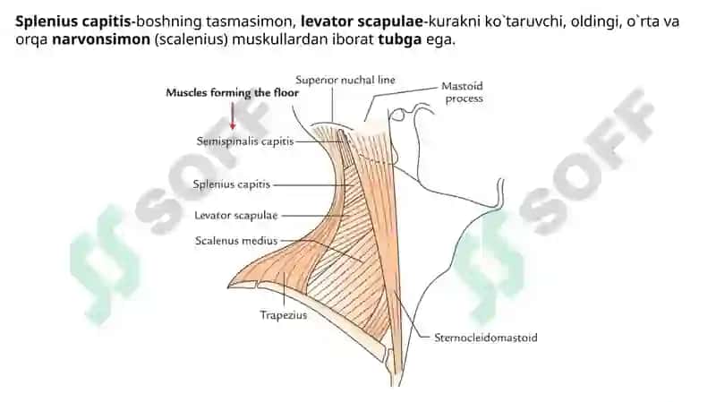 Bo’yin uchburchaklari va suyakalari, Bo’yin mushaklari. 3