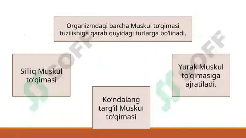Yumshoq muskultoʻqimasining mexanik xossalari 3