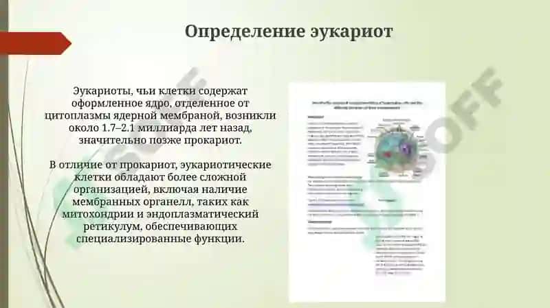 Эукариотлар 3