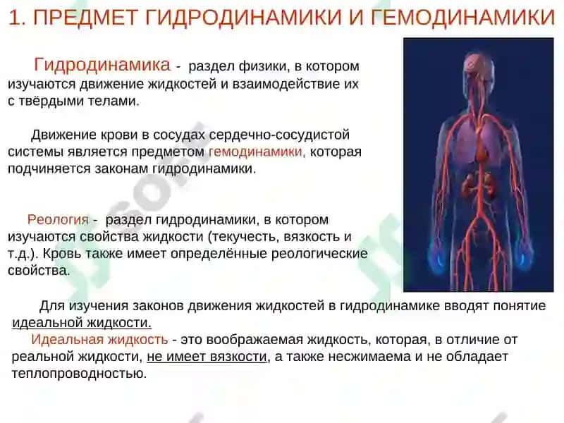 Физические основы кровеносной системы 3
