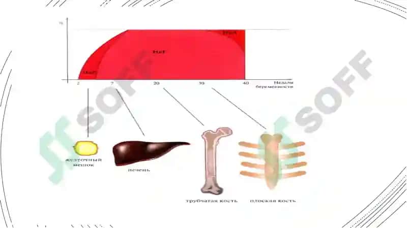 Qonyaratisha’zolarianotomik-fiziologikxususiyatlari 3