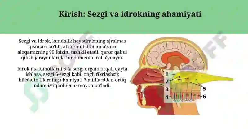 Sezgi va idrok: farqi, oʻzaro bogʻliqligi 3