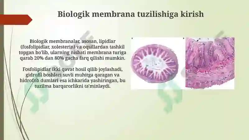 Biologik membrana tuzilishi 3