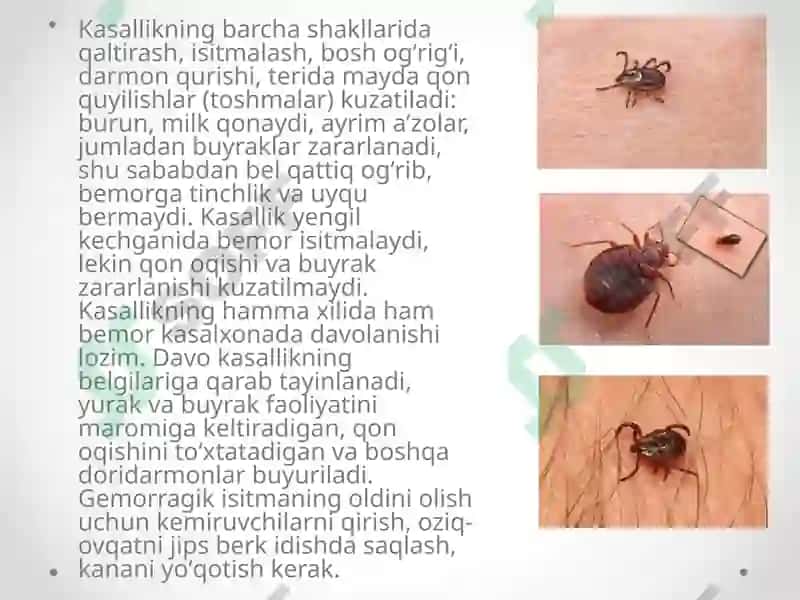 Gemorragik isitma qo`zg`atuvchilari, patoenezi, laboratoriya tashhisi. 3