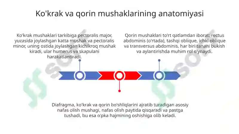 Ko'krak va Qorin Muskullari 3