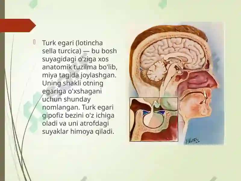 Bo‘sh turk egari sindromi 3