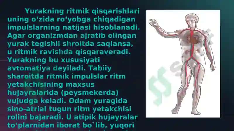 QON AYLANISHI. YURAK MUSKULLARI 3