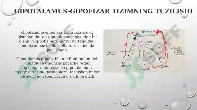 Gipotalamo-gipofizar tizim:boshqaruv va ta’siri 3