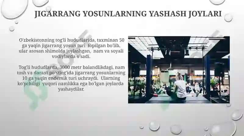 Jigarrang yosunlar 3