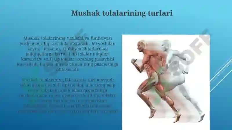 Mushaklar fiziologiyasi 3