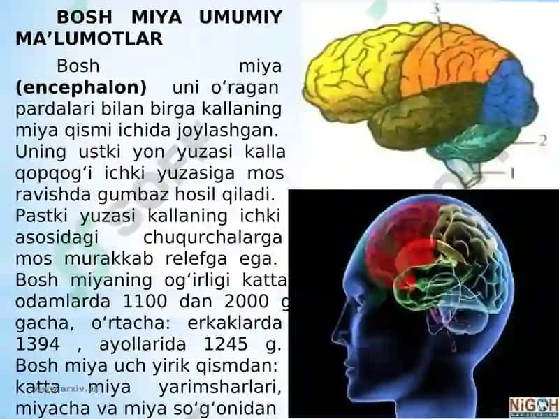 Bosh miya katta yarim sharlarining tuzilishi va fiziologiyasi 3