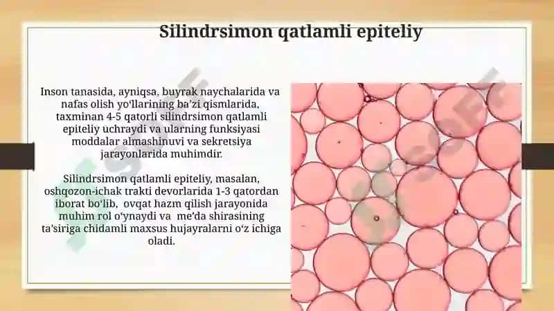 Bezli epiteliysining tuzilishi va vazifalari 3