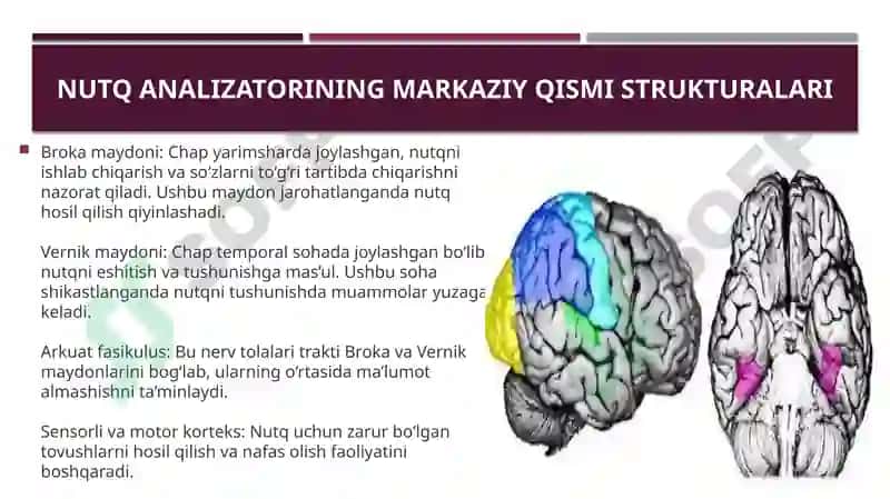 Nutq analizatoring markaziy qism patalogiyalari 3