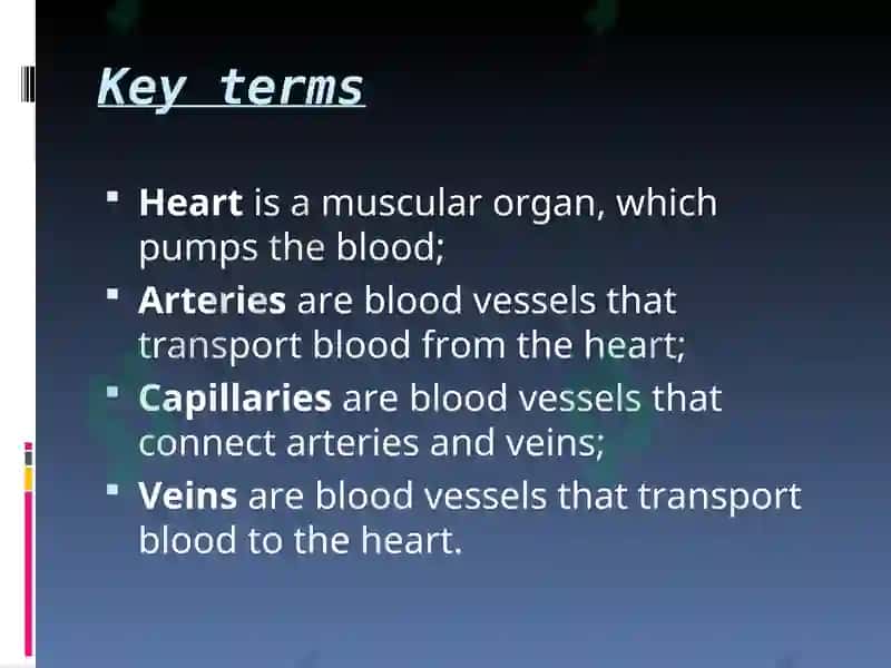 Circulatory System Presentation 3