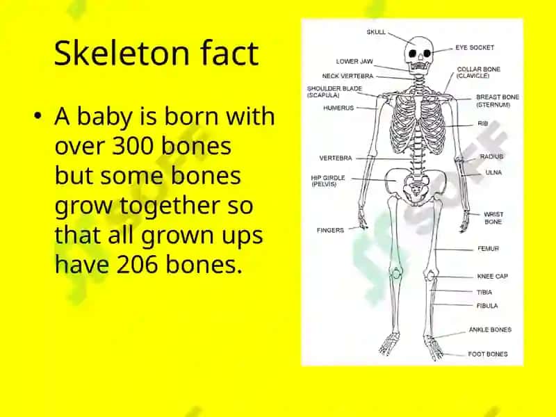 Humanskeleton 3