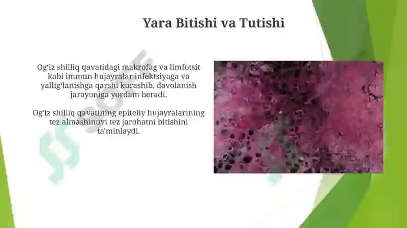 Ogʻiz boʻshligʻi shilliq qavatining himoya funksiyasining toʻqima va hujayra mexanizmlari 3