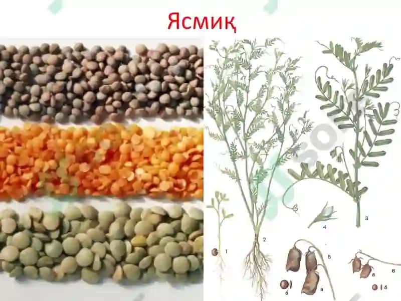 ДОН-ДУККАКЛИ ЭКИНЛАРНИНГ УМУМИЙ ТАВСИФИ ВА БИОЛОГИЯСИ 3