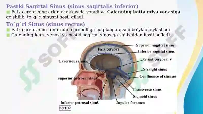 MIYANING VENOZ SINUSLARI VA BOSH MIYA QON TA’MINOTI  Миянинг веноз синуслари ва бош мия кон таминоти 3