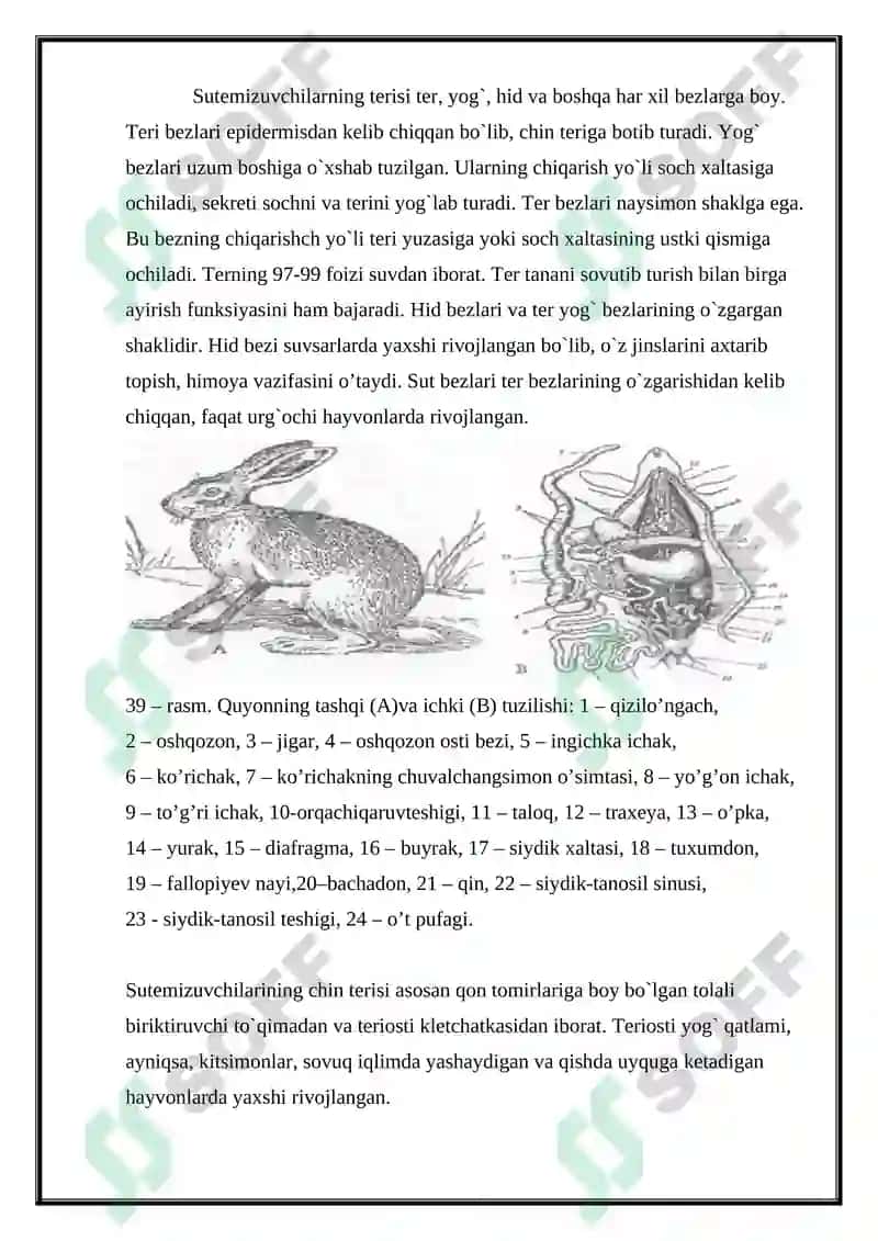Sutemizuvchilar sinfi, ekologiyasi va evolyutsiyasi kurs ishi 3