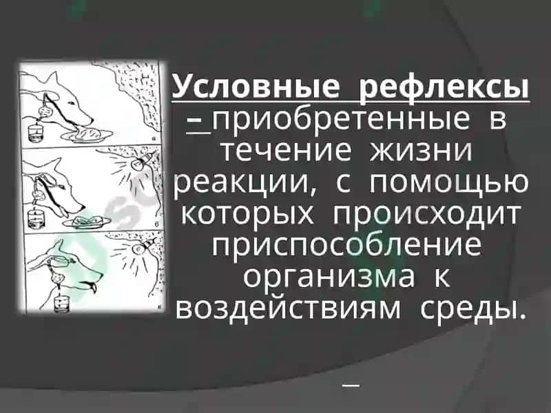 Образование и торможение условных рефлексов 3