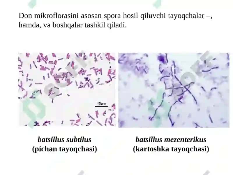 13-MA’RUZA.DON VA DON MAHSULOTLARININGMIKROBIOLOGIYASI 3