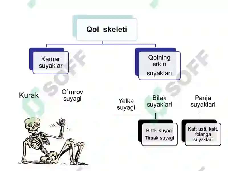 Gavda skelet. Bosh skeleti, gavda skeletining suyaklari 3