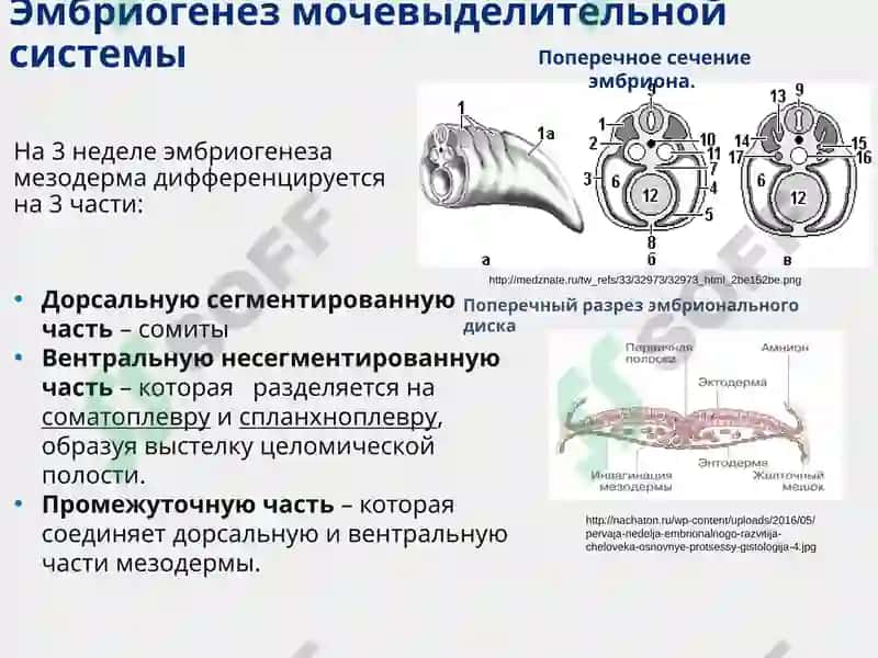 Функциональная анатомия мочеполового аппарата 3