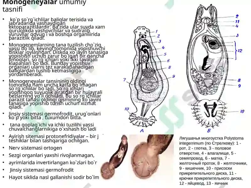 Monogeneyalar,  Tasmasimon  chuvalchanglar  (Cystoda)  va Sestodsimonlar  (Cestodaria) sinfining umumiy tavsifi, tuzilishi,  sistematikasi. 3