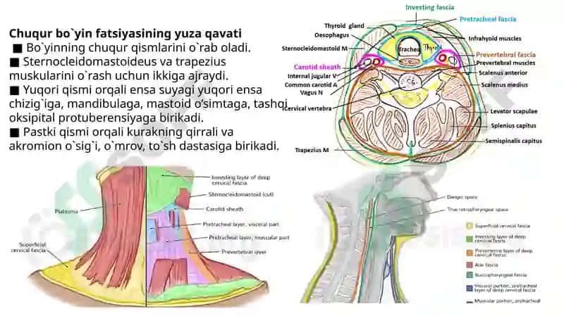 Chuqur bo’yin fasiyasi, Prevertebral yoki chuqur bo’yin mushaklari. 3