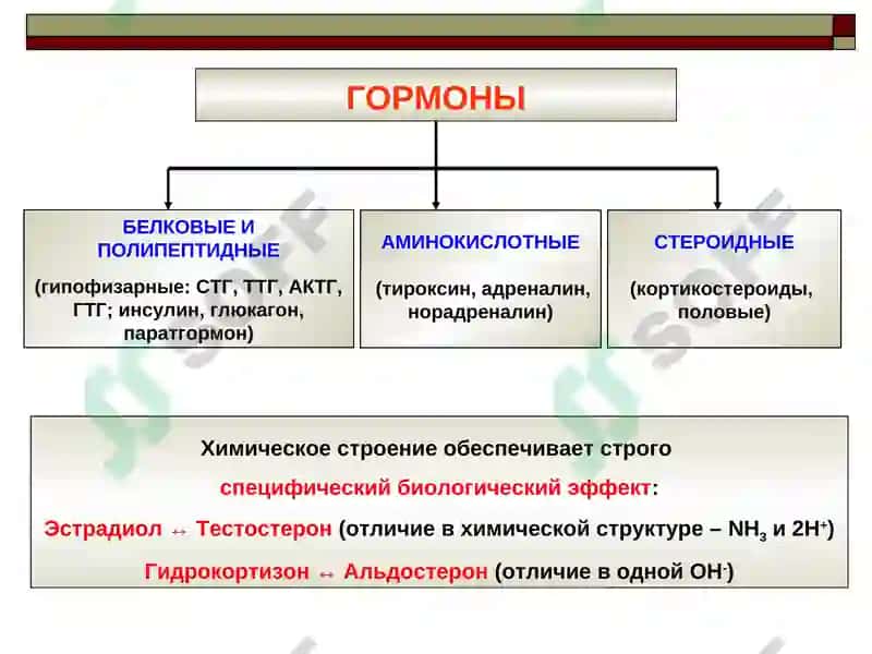 ПАТОФИЗИОЛОГИЯ ЭНДОКРИННОЙ СИСТЕМЫ 3
