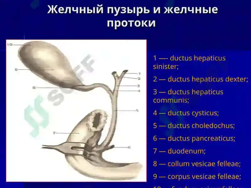 Острый холецистит и его осложнения 3