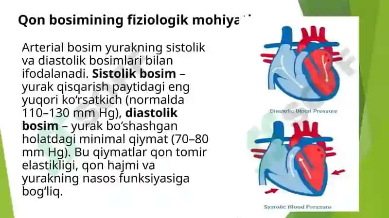 Sfigmomanometr va fonendoskop yordamida qon bosimini oʻlchash, aniqlash. Yurak biomexanikasi 3