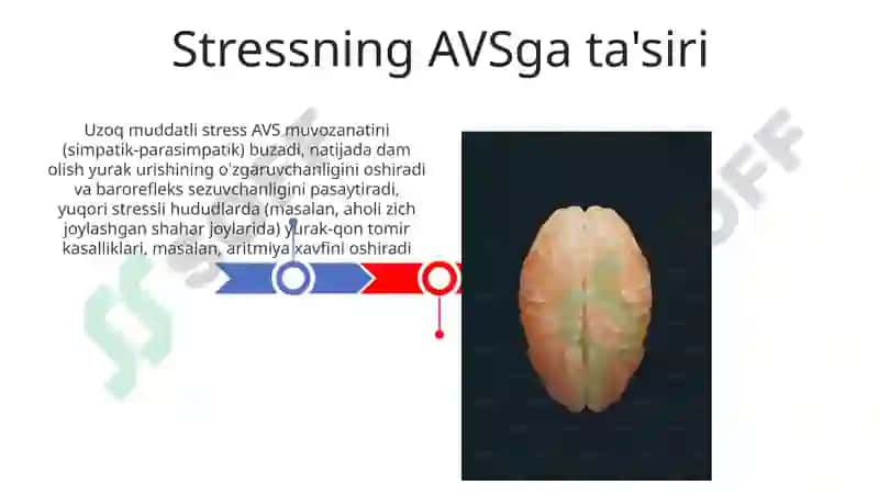 Vegetativ nerv tizimi 3