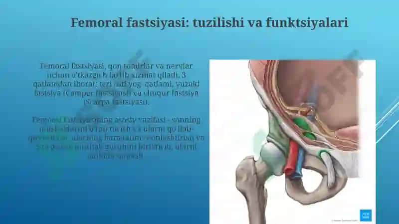 Femoral fastsiyasi, chov kanali va qorinning lateral devori: Anatomik tuzilish va funktsiyalari 3