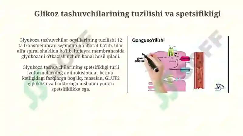 Glyukozatashuvchilariningtuzilishi,spetsifikligi,klinikahamiyati 3