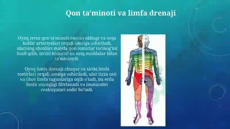 Oyoq terisini inervatsiyasi 3