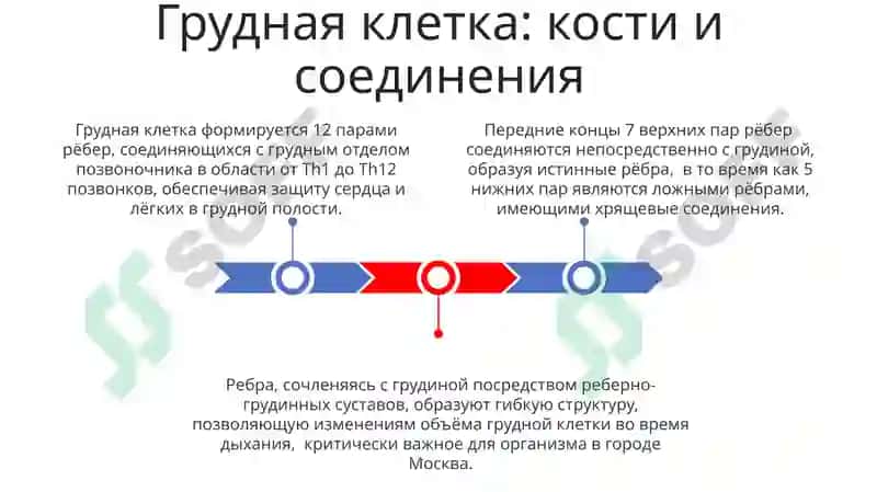 Скелет туловиша.Выраженне временных отношений в простом и сложном предложении 3
