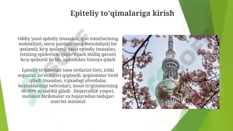 Epiteliy toʻqimasi tuzilishi va regeneratsiyasi 3
